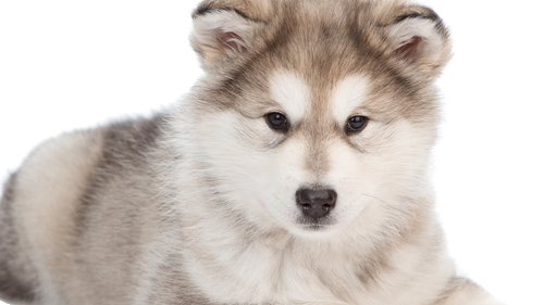 husky hay soi thumbnail